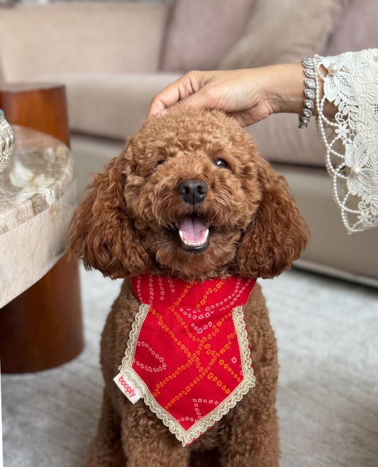 Booply Festive Paws Bandana - Anar