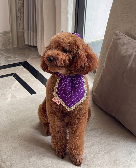 Booply Festive Paws Bandana with Bow- Jamun
