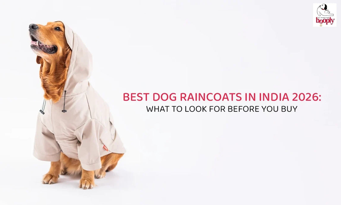 Best Dog Raincoats in India 2026: What to Look For Before You Buy