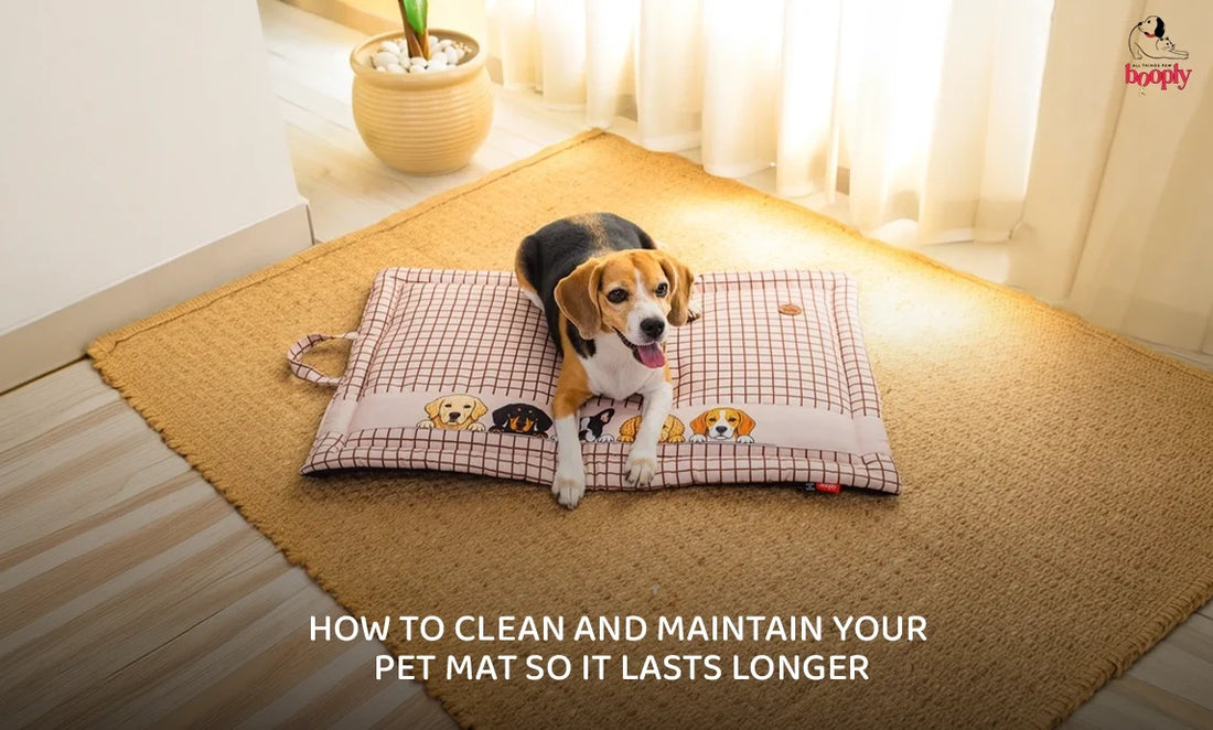 How to Clean and Maintain Your Pet Mat So It Lasts Longer