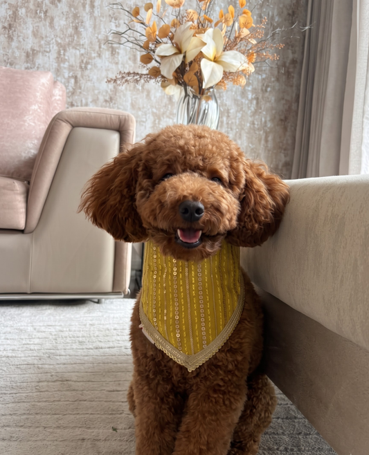 Booply Festive Paws Bandana - Basant