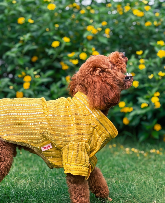 Booply Festive Kurta for Dogs - Basant