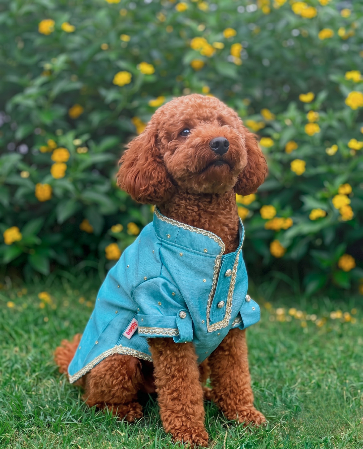 Booply Festive Kurta for Dogs - Firoza
