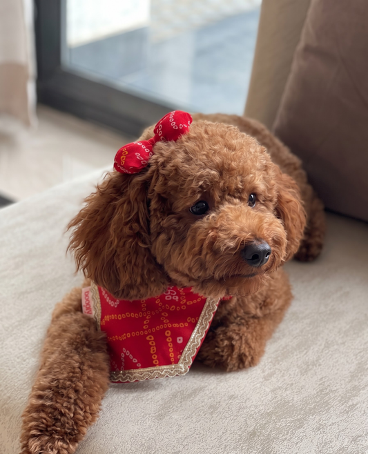 Booply Festive Paws Bandhani Bow Clip - Anar