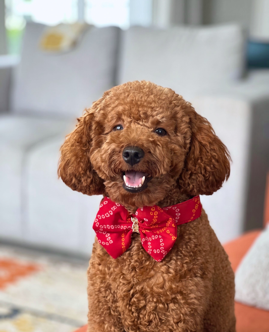 Booply Festive Bow Tie - Anar