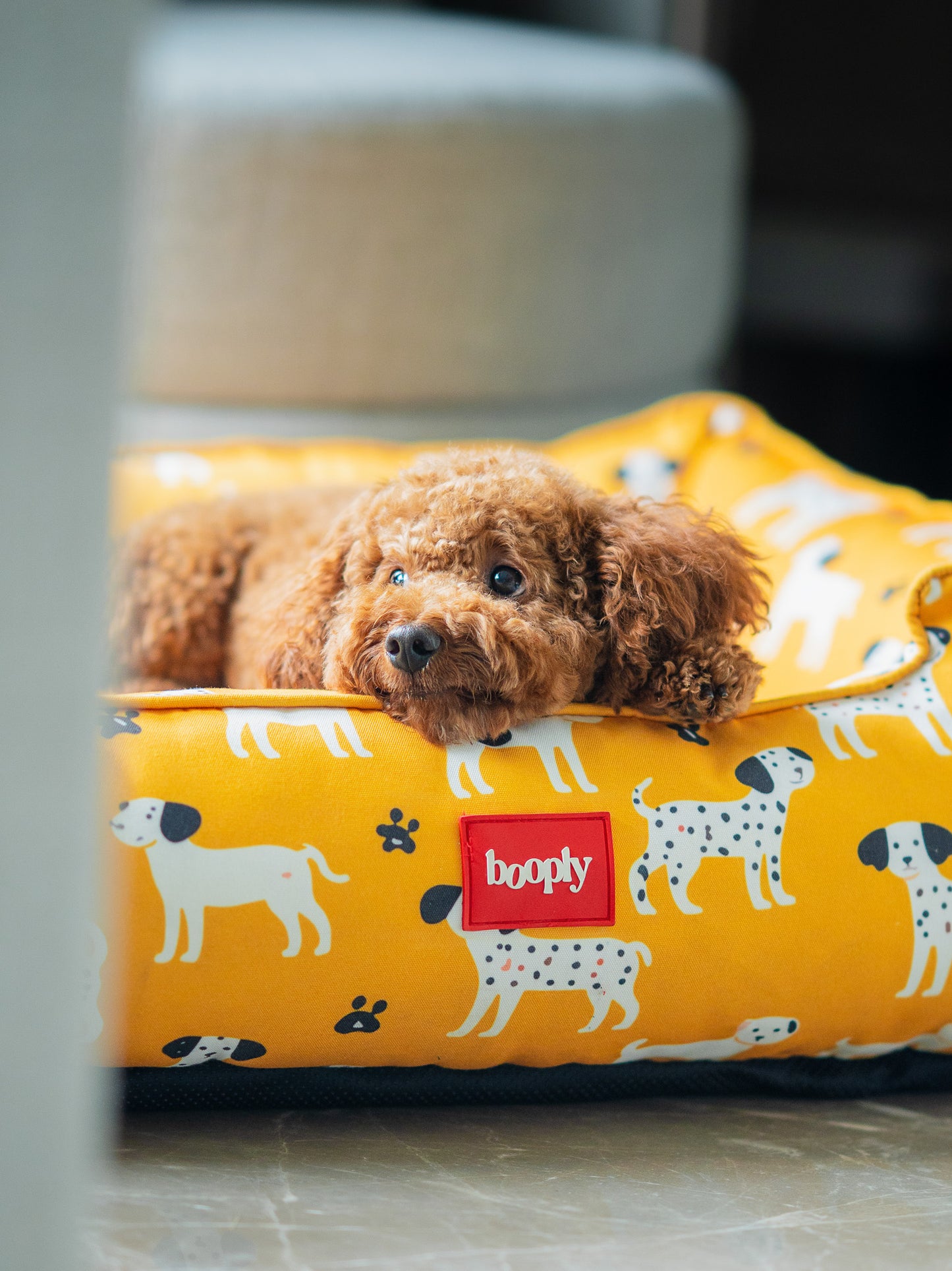 Sunshine Snooze Bed for Dog