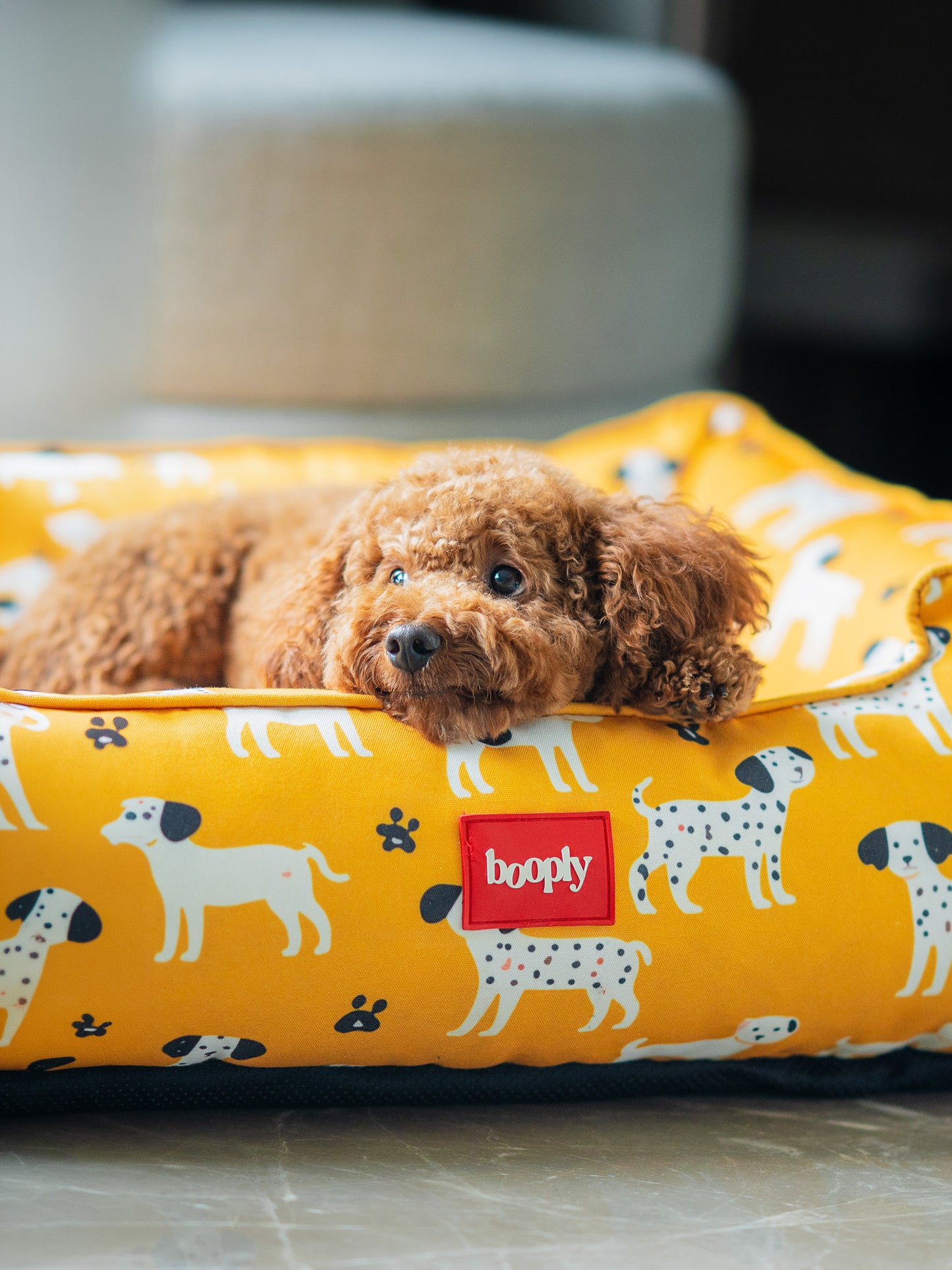 Sunshine Snooze Bed for Dog
