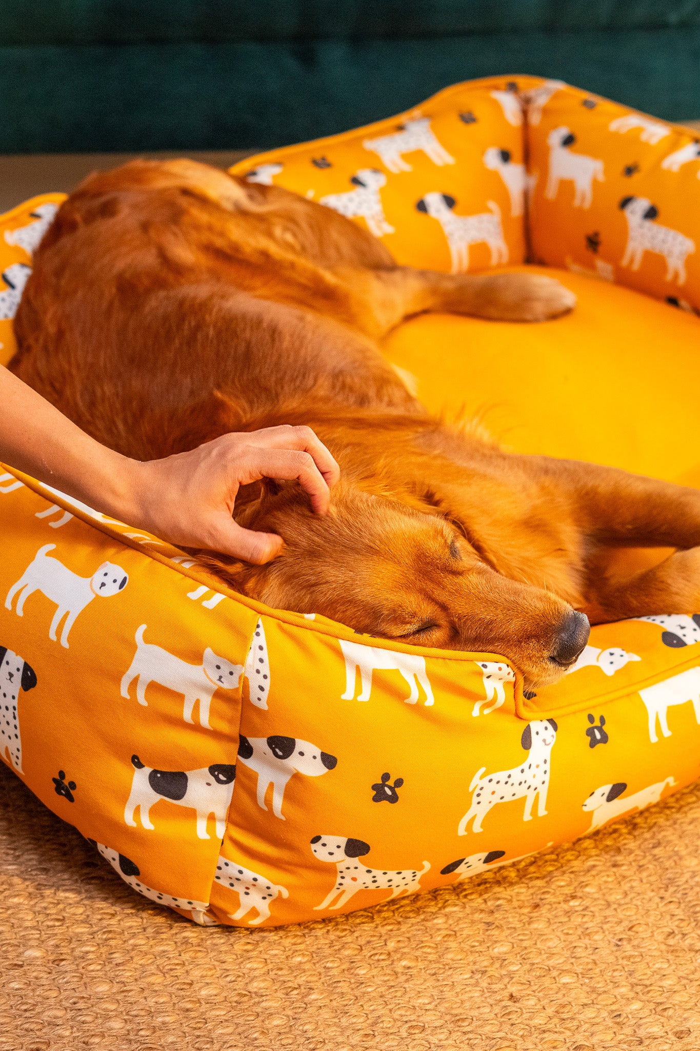 Sunshine Snooze Bed for Dog