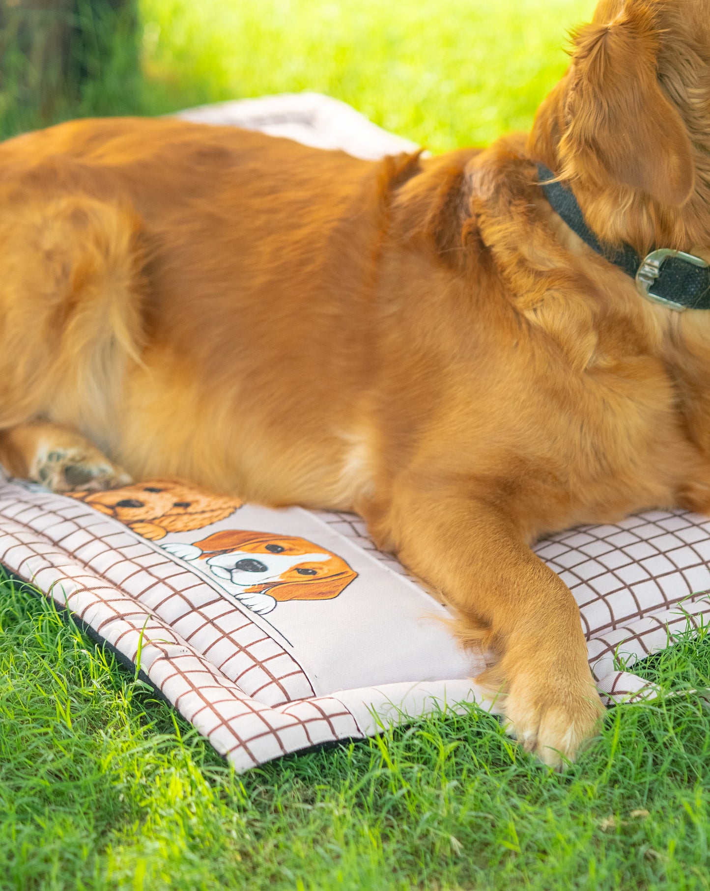Peek-a-Boo Mat for Dog & Cat