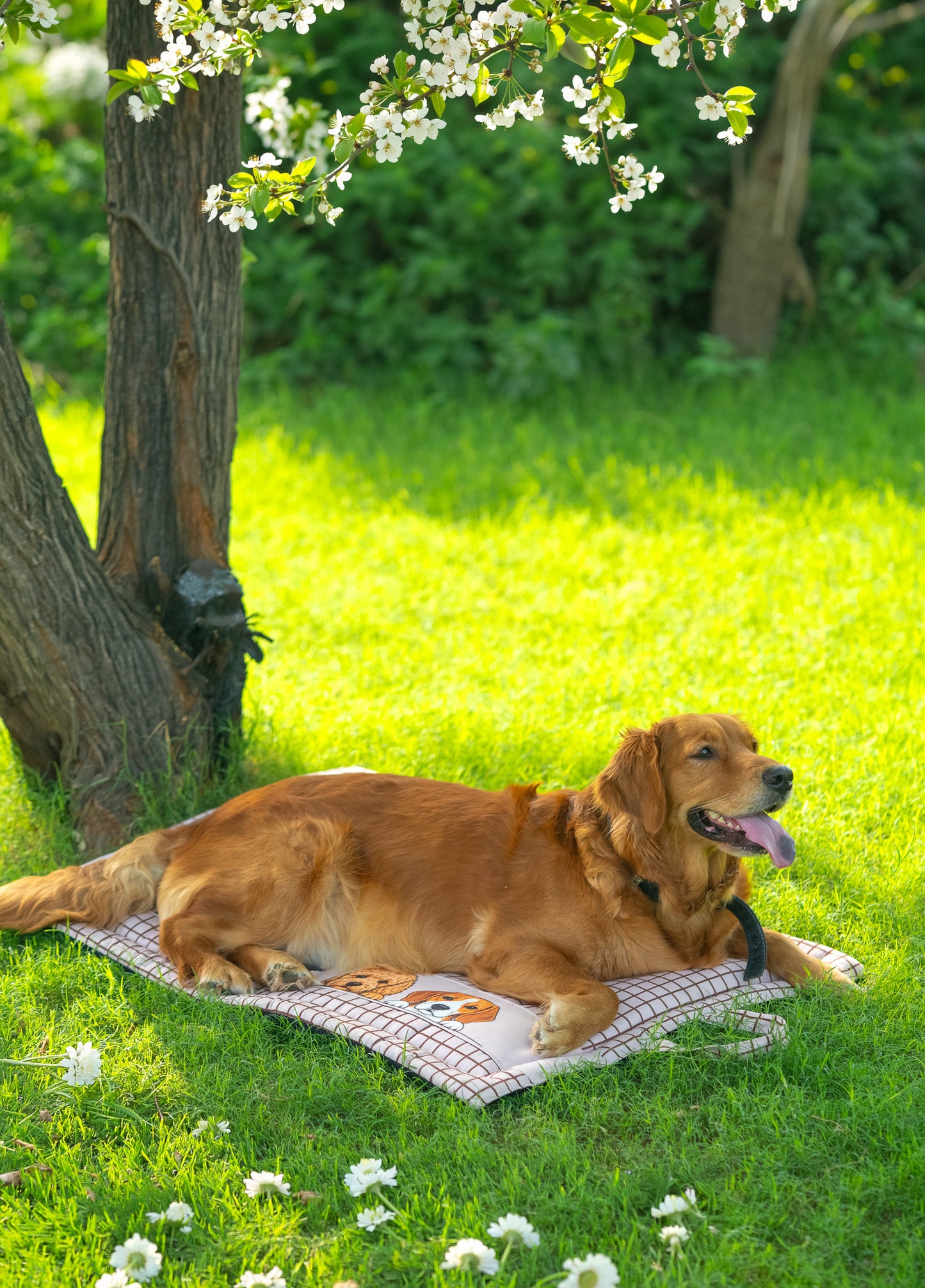 Peek-a-Boo Mat for Dog & Cat