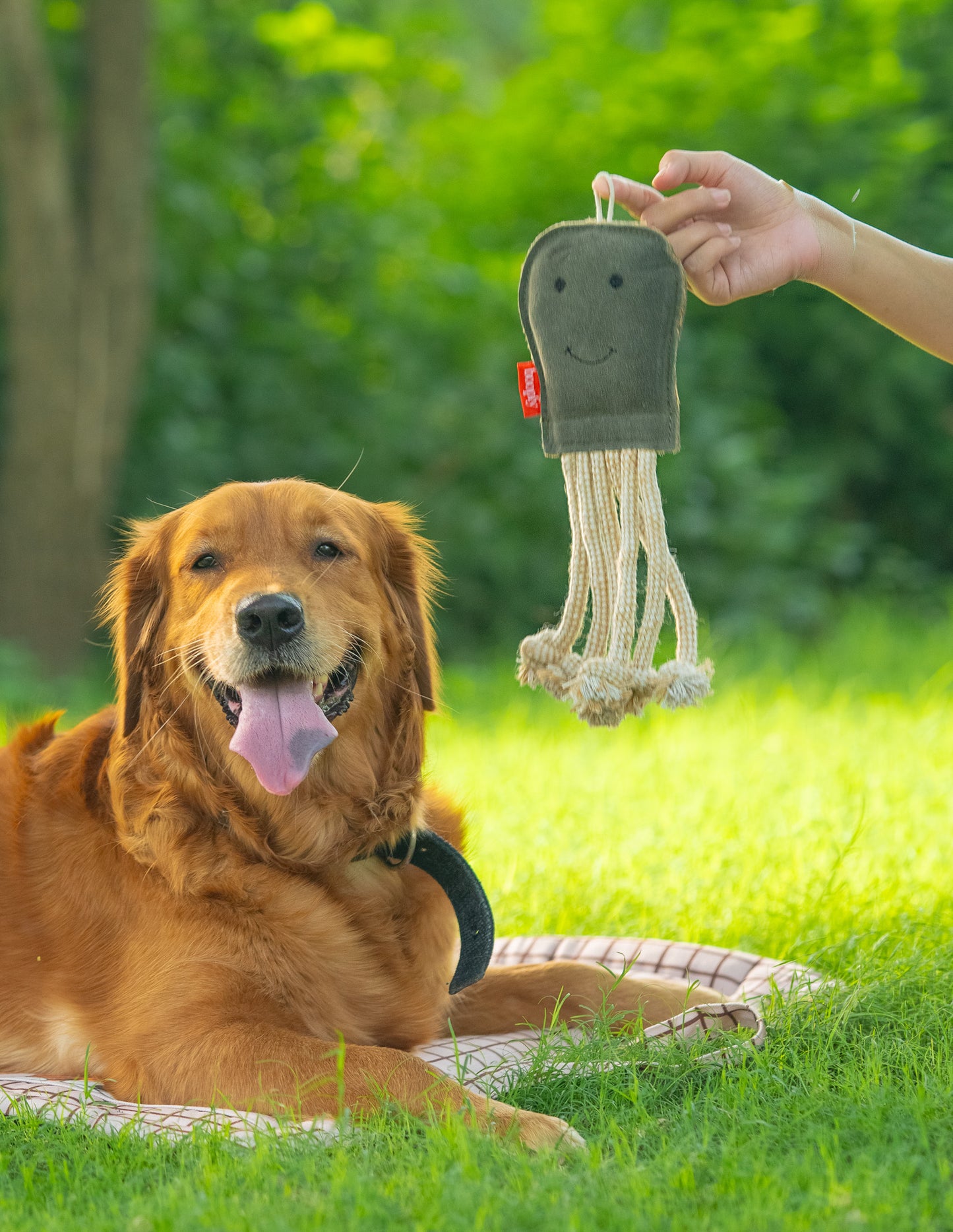 The Forest Jelly Rope Toy for Dogs